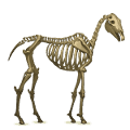 pegasus-ponny skelett