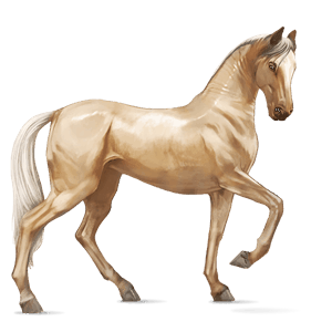 ridhäst akhal-teke isabell
