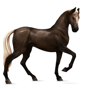 ridhäst akhal-teke gulbrun