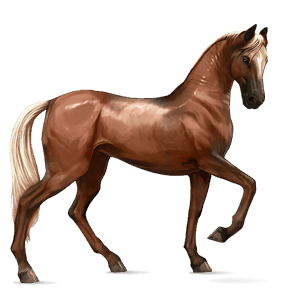 ridhäst akhal-teke mörk linfux 