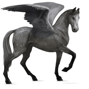 ridpegasus lusitano apelgrå