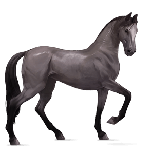 ridhäst tennessee walker svart
