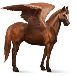 ridpegasus trakehner svart