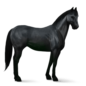 ridhäst lusitano svart
