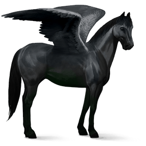 ridpegasus argentinsk criollo svart