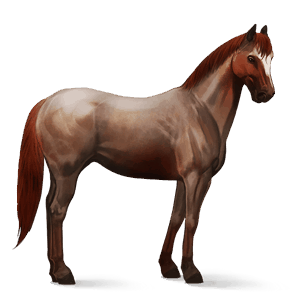 ridhäst lusitano mörkbrun