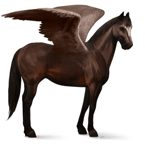 ridpegasus argentinsk criollo mörkbrun