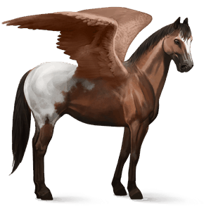 ridpegasus quarter brun