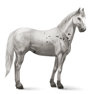 ridhäst lusitano avblekbar skimmel