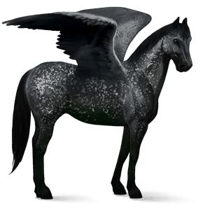 ridpegasus hannoveranare svart