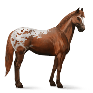 ridhäst appaloosa fuxfläckig blanket 