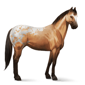 ridhäst lusitano svart