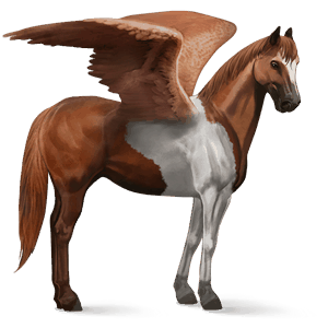 ridpegasus argentinsk criollo fux tobiano