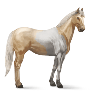 ridhäst paint horse isabell tobiano