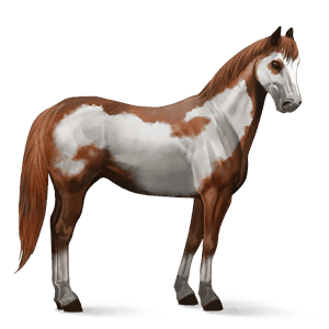 ridhäst paint horse overo fuxskäck
