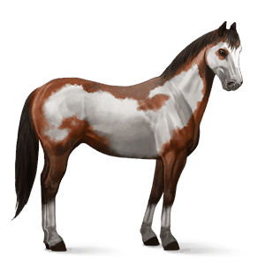ridhäst paint horse rödbrun overo