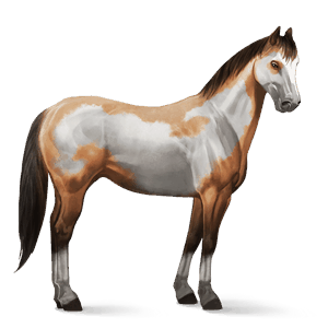 ridhäst paint horse gulbrun overo