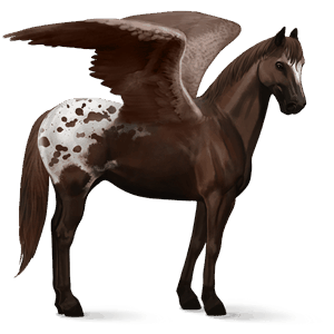 ridpegasus argentinsk criollo mörkfux