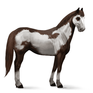 ridhäst paint horse mörkfux overo