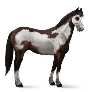 ridhäst trakehner mörkbrun