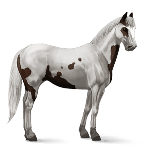 ridhäst paint horse mörkfux tovero