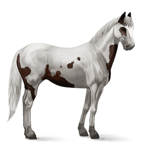ridhäst lusitano mörkbrun