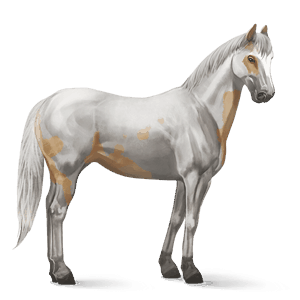 ridhäst paint horse brun tobiano