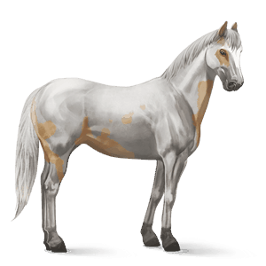 ridhäst lusitano brun