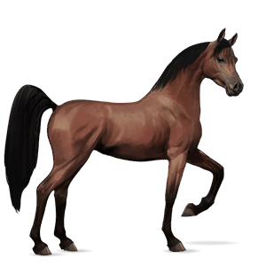 ridhäst lusitano avblekbar skimmel