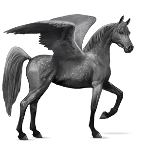 ridpegasus arabiskt fullblod apelgrå