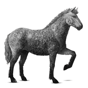 ridhäst lusitano apelgrå