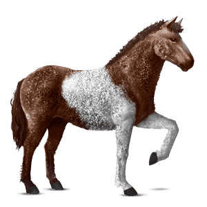 ridhäst lipizzaner körsbärsbrun