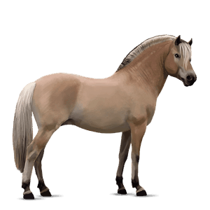 ponny shetlandsponny mörkbrun