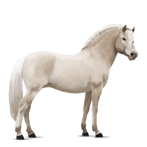 ponny fjording vitblack