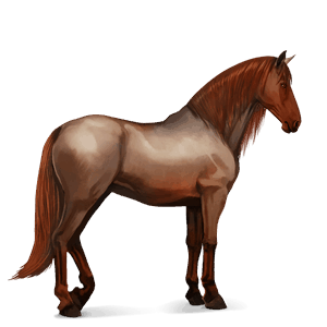 ridhäst lusitano gulbrun