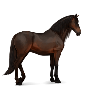 ridhäst lusitano mörkbrun