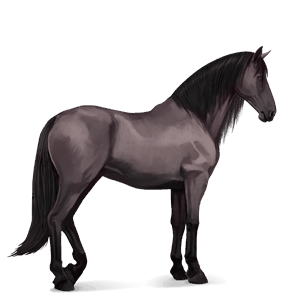 ridhäst lusitano svart