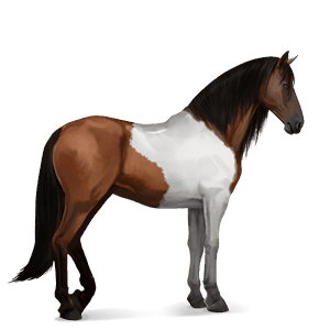 ridhäst lusitano körsbärsbrun