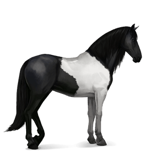 ridhäst lusitano mörkbrun