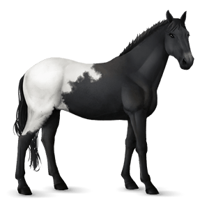 ridhäst lusitano avblekbar skimmel