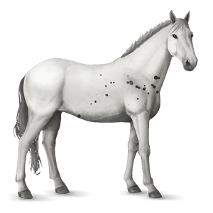 ridhäst mustang mörkbrun