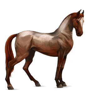 ridhäst lusitano gulbrun
