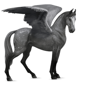 ridpegasus marwari apelgrå