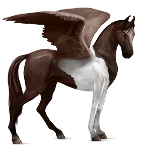 ridpegasus argentinsk criollo brun tovero