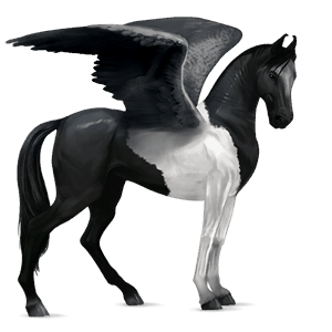 ridpegasus tinker svart tobiano