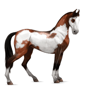 ridhäst lusitano apelgrå