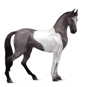 ridhäst lusitano mörkbrun