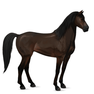 ridhäst mustang mörkbrun