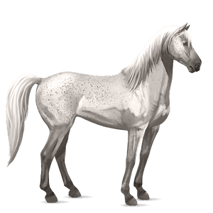 ridhäst lusitano gulbrun