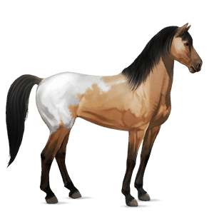 ridhäst lusitano apelgrå